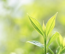 占い卒業☆自分を信じて生きたい方をサポートします 外に答えを探すことに疲れた方、悟りや目覚めを求めてる方へ