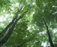 どんな事でも占います！24時間以内に占います 貴方様のこと、貴方様の大切な人の過去や未来が気になる方へ