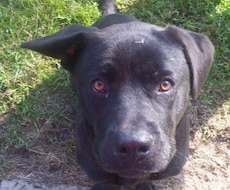 AIを使った画像検出基礎を教えます tensorflowかyoloを使ったAI画像検出の基礎