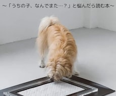 トイレの成功率を上げる！5つのポイントお伝えします イメージ1