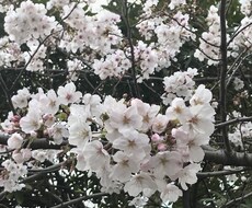 保育や人間関係、保護者対応など相談のります イメージ1