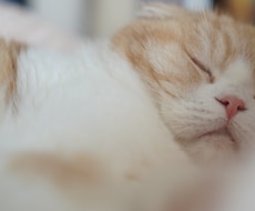 猫の写真を撮影・納品します 一眼で撮影したスコティッシュの猫の画像を撮影・提供します