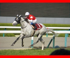 競馬の基本！馬券に絡む馬を教えます イメージ1