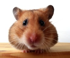 小さなペットを長生きさせる飼い方、教えます！ イメージ1