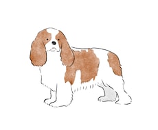 シンプルかわいい動物のイラスト描きます 商用利用・観賞用・プレゼントにも！