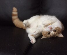 ルノルマンカードで行方不明のペットの鑑定をします ワンちゃん、ネコちゃんの今の状況が気になる方へ。