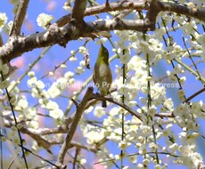 日本各地の風景や植物の写真を提供します イメージ1