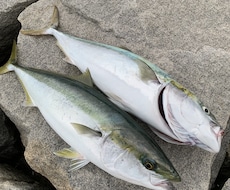 ルアー釣りに興味ある方！仕掛けタックル選び教えます とにかくルアーで釣ってみたい方！