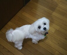 なりきり彼女になります
