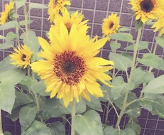 お悩み、愚痴などなんでも親身になってお聞きします あなたの心が壊れてしまう前にぶちまけてスッキリしませんか？