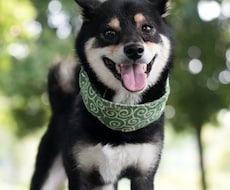 ペットの可愛い表情を撮影します ペットとの大切な日常の思い出を写真に残しませんか？