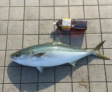 ショアから大物を狙える仕掛けを教えます 青物シーバスなどルアー餌なんでも釣りたい方オススメです