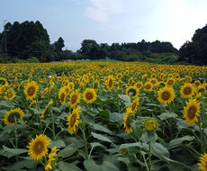 弱った心支えます イメージ1