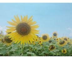タロットであなたの未来を占います イメージ1