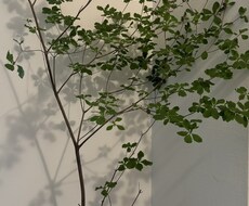 植物全般診断致します イメージ1