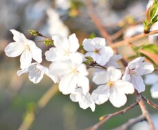 小さな事からコツコツと心の悩みお聞きします イメージ1