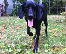 犬との生活について、諸々の相談に乗ります イメージ1