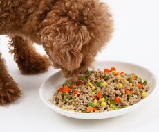 犬・猫の手作りフード教えます イメージ1