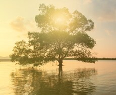 今のあなたの気になる事を鑑定します 自分の気持ちを占いを通して整理したいあなたへ