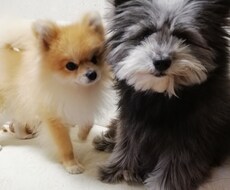 癒されたいあなたへメッセージを贈らせていただきます ミえなくても、いつもそばにいるよ