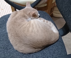 お身体の不調を整えるお手伝いをします イメージ1