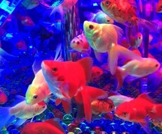 潜在意識下にある願望を現実化致します ※潜在意識下にある深い部分の願望を現実化させて行きます