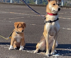 懐かない野犬（保護犬）が家族になるサポートをします イメージ1