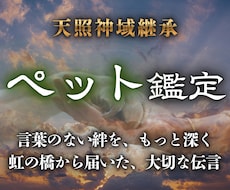 言葉のない絆を心の声で分かりやすくつなぎます 言葉を超えた深い愛とあの子が今一番伝えたい願いを読み解きます
