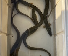 鰻の捕り方、釣り方など教えますます イメージ1