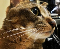 猫の飼い方、猫との生活