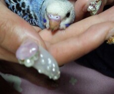 ネイルします イメージ1