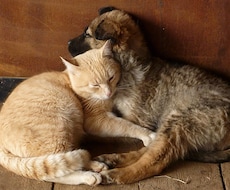獣医師が犬猫との暮らしの疑問にお応えします 複数の動物診療施設に携わる現役獣医があなたの疑問に応えます！