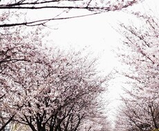 あなたに癒しをお届けします 愚痴・相談・こういう話し相手が欲しい等、求めるお相手に！
