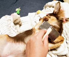 愛犬のお困り事相談に乗ります イメージ1
