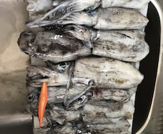 まず一杯アオリイカを釣るためのテクニック教えます イメージ1