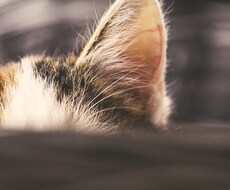 今すぐ☆看護師、保健室の先生が心に寄り添います イメージ1