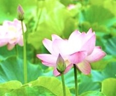 パニック障害、うつ、化学物質過敏症のお話聞きます イメージ1