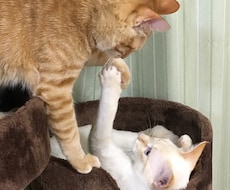 寂しい、眠れないそんな夜にそっと寄り添います 誰かと繋がりたい、そんな日はのんびり・ゆったりと