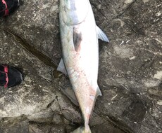 魚の釣り方教えます イメージ1