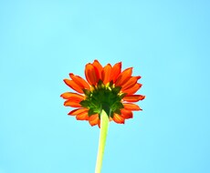 子供も大人も英語はフォニックスから！基礎伝授します イメージ1
