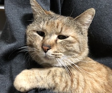猫の飼い方から病気のトラブルまで、相談に乗ります イメージ1