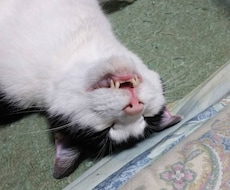 うつの方、うつ経験者があなたの心に寄り添います イメージ1