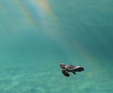あなたの手を見てまだ言葉にされてない気質をあてます イメージ1