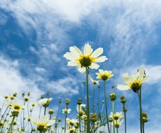 あの世からのメッセージをお伝えします イメージ1