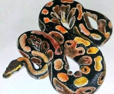 データ配送⚠爬虫類等の似顔絵お描き致します 爬虫類・両生類が好きな方、是非似顔絵を残してみませんか？