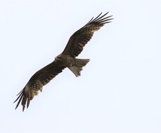 あなたの代わりに野鳥の写真撮ります イメージ1