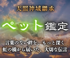 言葉のない絆を心の声で分かりやすくつなぎます 言葉を超えた深い愛とあの子が今一番伝えたい願いを読み解きます
