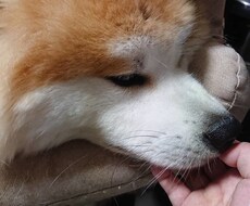 医療、犬、愚痴、オシャレ、なやみききます。ます イメージ1