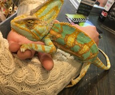 ペットの飼い方お教えします 飼いたいペットがいるけど飼い方がわからないあなたへ