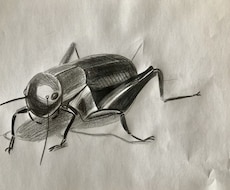 鉛筆、色鉛筆、水彩を使って人、動物、植物を描きます イメージ1